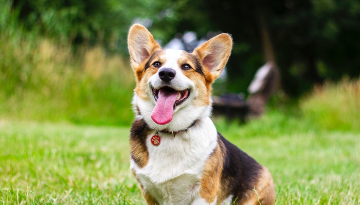 Dog Playing in Yard